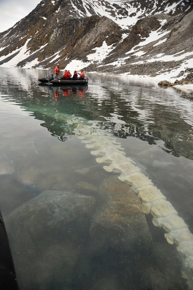 7. Позвонки кита, лежащего на дне бухты на Шпицбергене, Норвегия