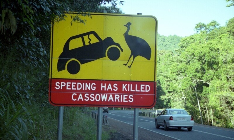 2. Австралийский знак, призывающий снизить скорость. В этой местности (Квинсленд) обитают шлемоносные казуары