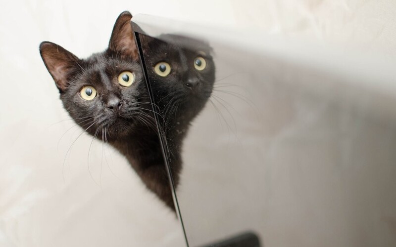 Плохая примета: почему считается, что черные кошки приносят несчастье
