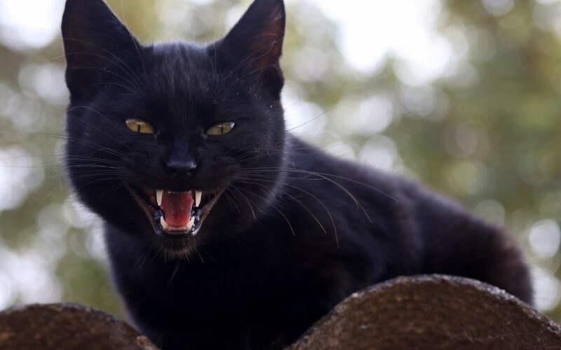 Плохая примета: почему считается, что черные кошки приносят несчастье