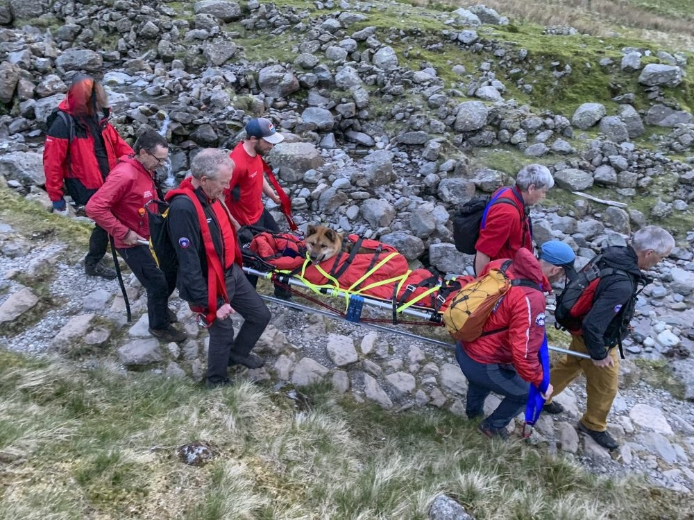 Спасатели 4 часа спускали с горы раненого акита-ину
