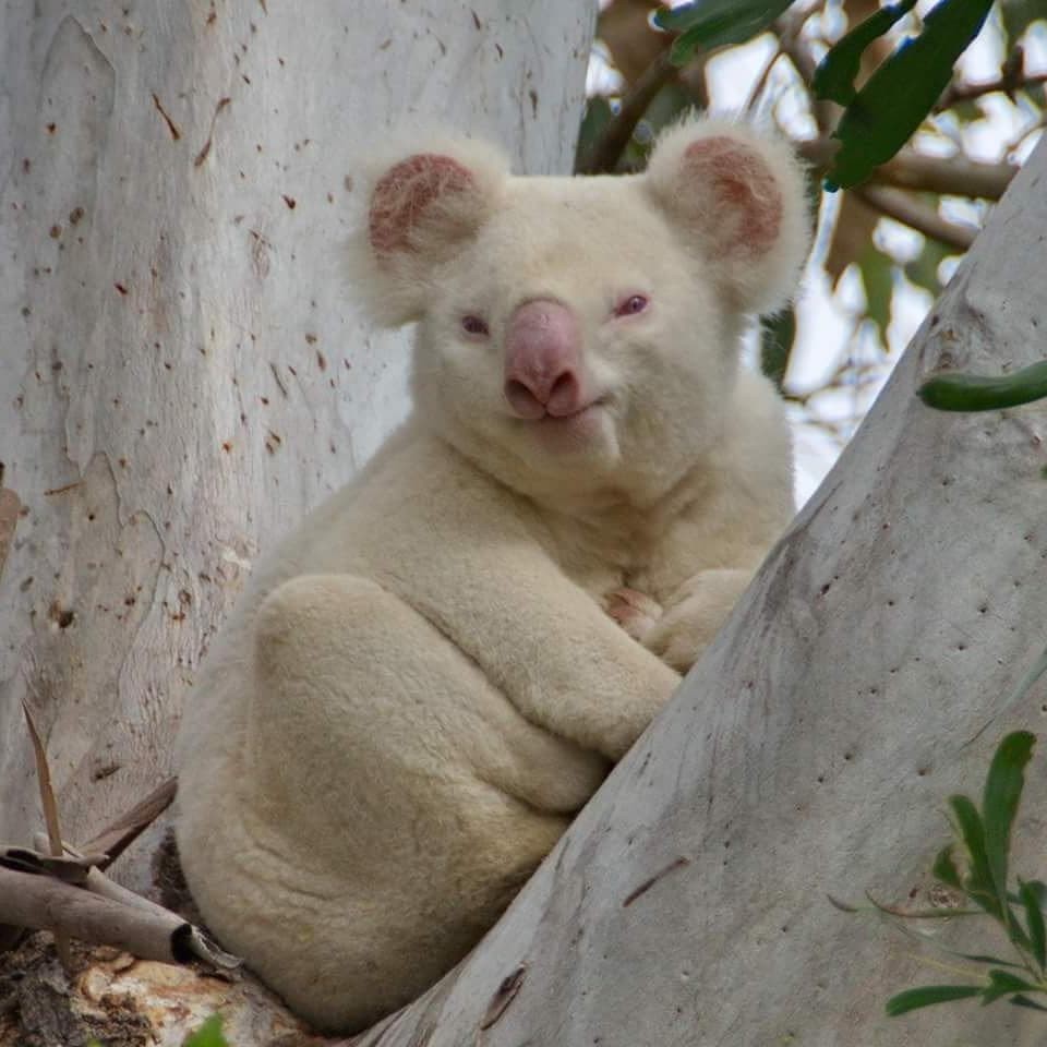 Дикие животные альбиносы. Альбиносы животные. Животные альбиносы фото. Самые необычные животные. Животное коала альбинос.