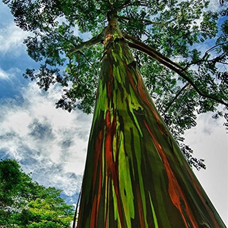 Шалости природы: самое красочное дерево в мире