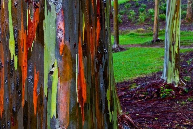 Шалости природы: самое красочное дерево в мире