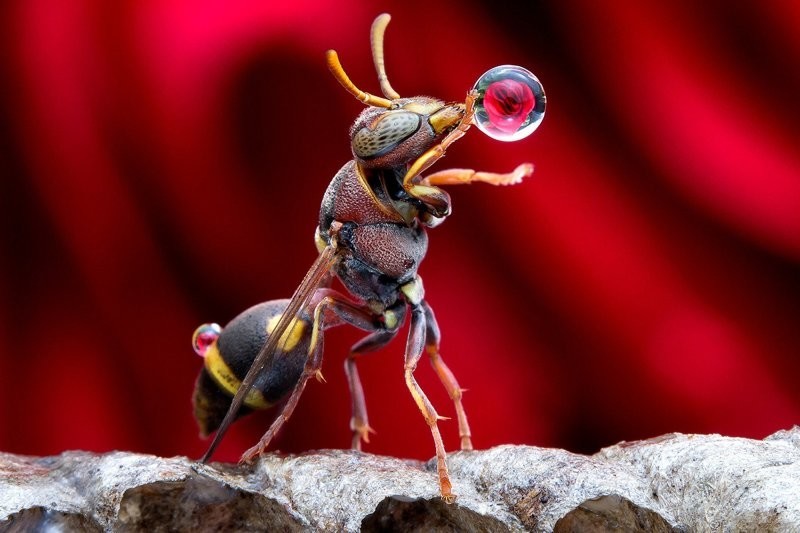 Зачем осы надувают водяные пузыри