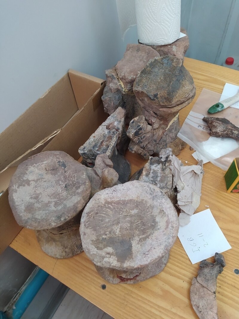 Останки динозавра из мезозойской эры найдены в Кыргызстане