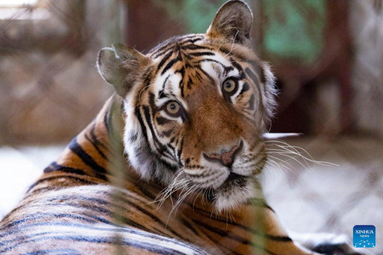 Амурский тигр — один из самых редких хищников планеты