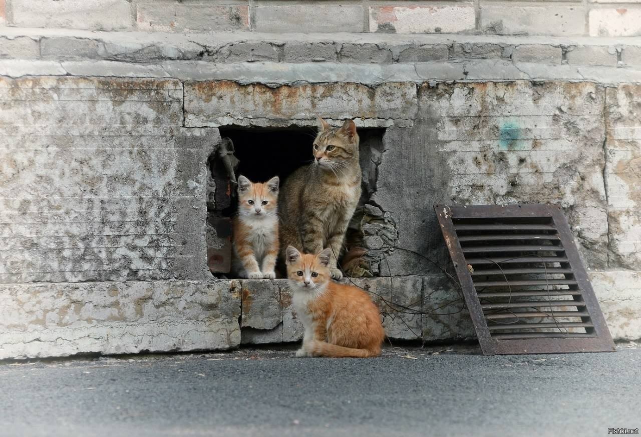 Домашние животные в многоквартирном доме. Бездомные кошки. Бездомные животные в подвале. Кот в подвале. Котик в подвале.