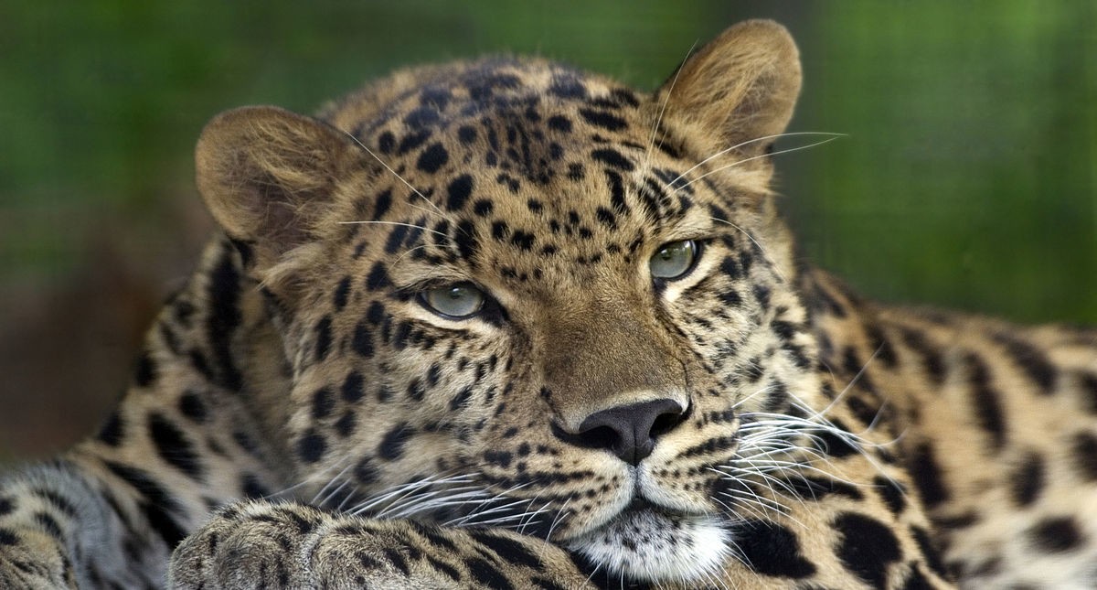 Дальневосточные леопарды вернулись в Уссурийский заповедник
