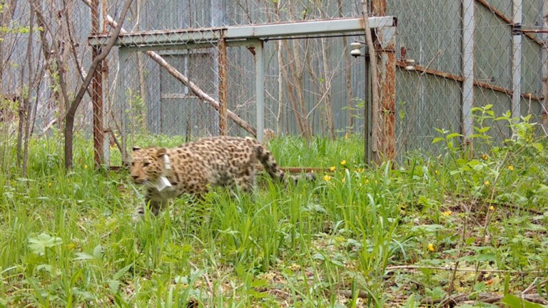 Дальневосточные леопарды вернулись в Уссурийский заповедник