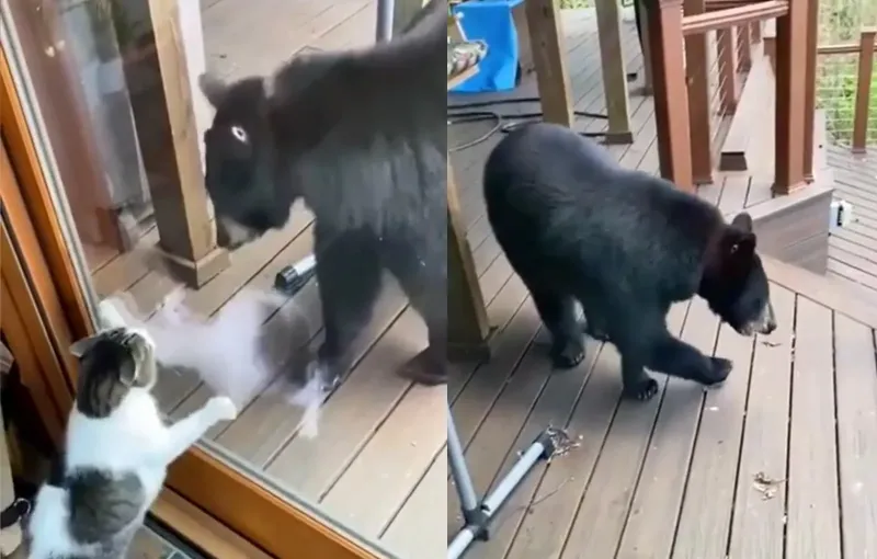 Охранная система «Василий»: смелый кот отогнал медведя от своего дома