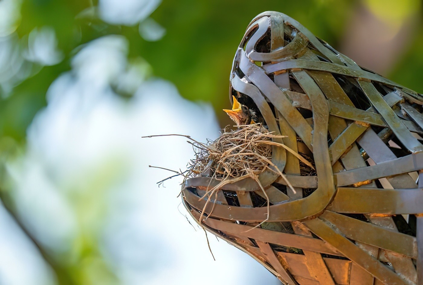 Their nests. Необычные гнезда птиц. Самые удивительные гнезда поделка. Птички вьюшие корзинки гнезда. Артинсталяция птицы гнездо.