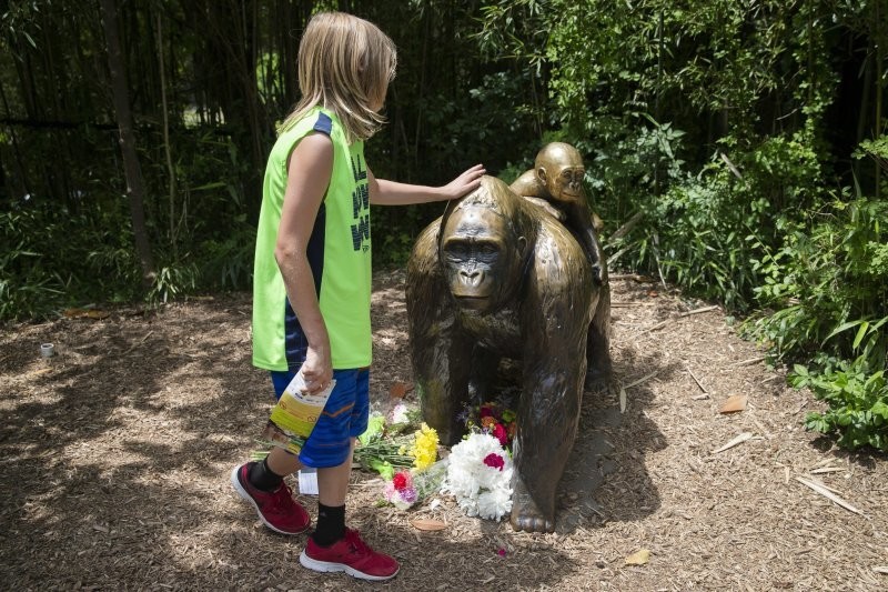 Харамбе: громкая трагедия в американском зоопарке