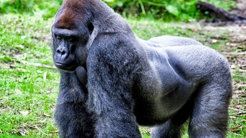 Харамбе: громкая трагедия в американском зоопарке