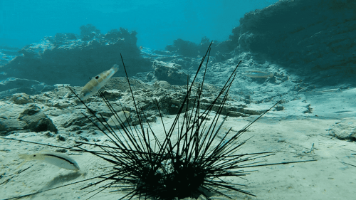 Таинственный патоген превращает морских ежей в скелеты