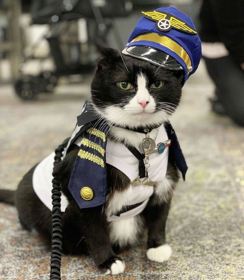 Аэропорт "нанял" милейшего кота для успокоения пассажиров