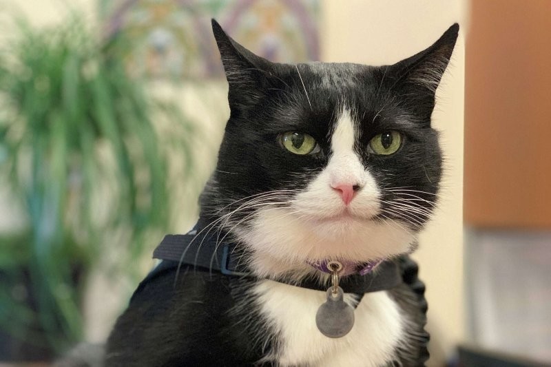 Аэропорт "нанял" милейшего кота для успокоения пассажиров