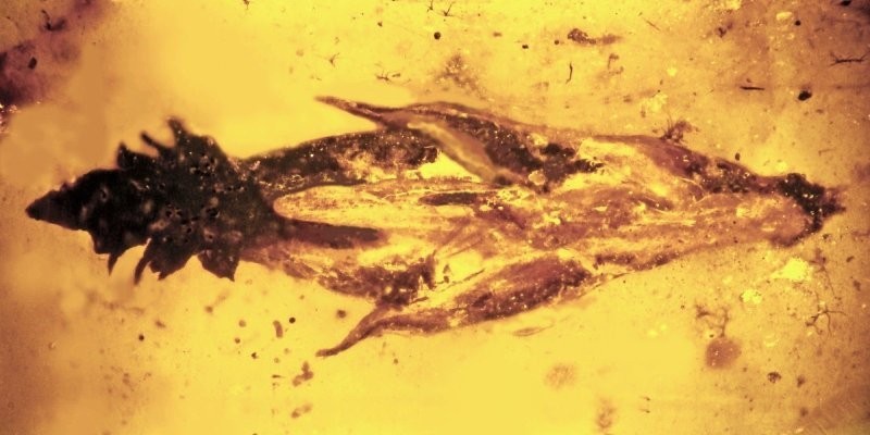 6.	Травинка возрастом 100 млн лет и её сосед – психотропный грибок Palaeoclaviceps parasiticus с аналогичным спорынье действием