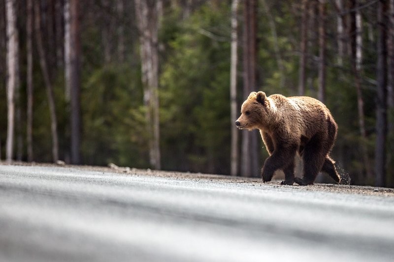 "Кормить нельзя, спасать": россиянин встретил на трассе медведей