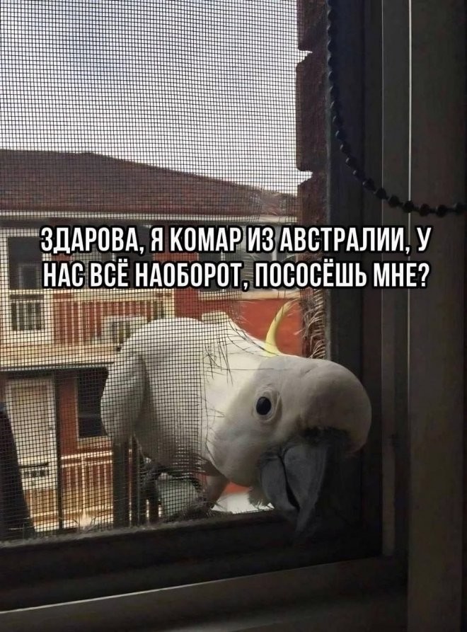 Не ищите здесь смысл. Здесь в основном маразм