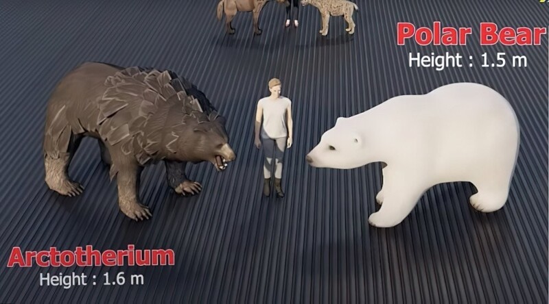 Арктотерий (высота 1,6 м) и белый медведь (высота 1,5 м)