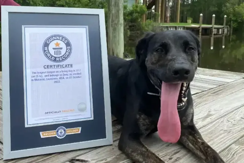 Собака с самым длинным языком побила мировой рекорд