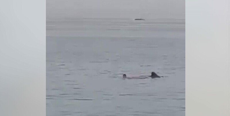 В Египте акула напала на туриста возле берега пляжа