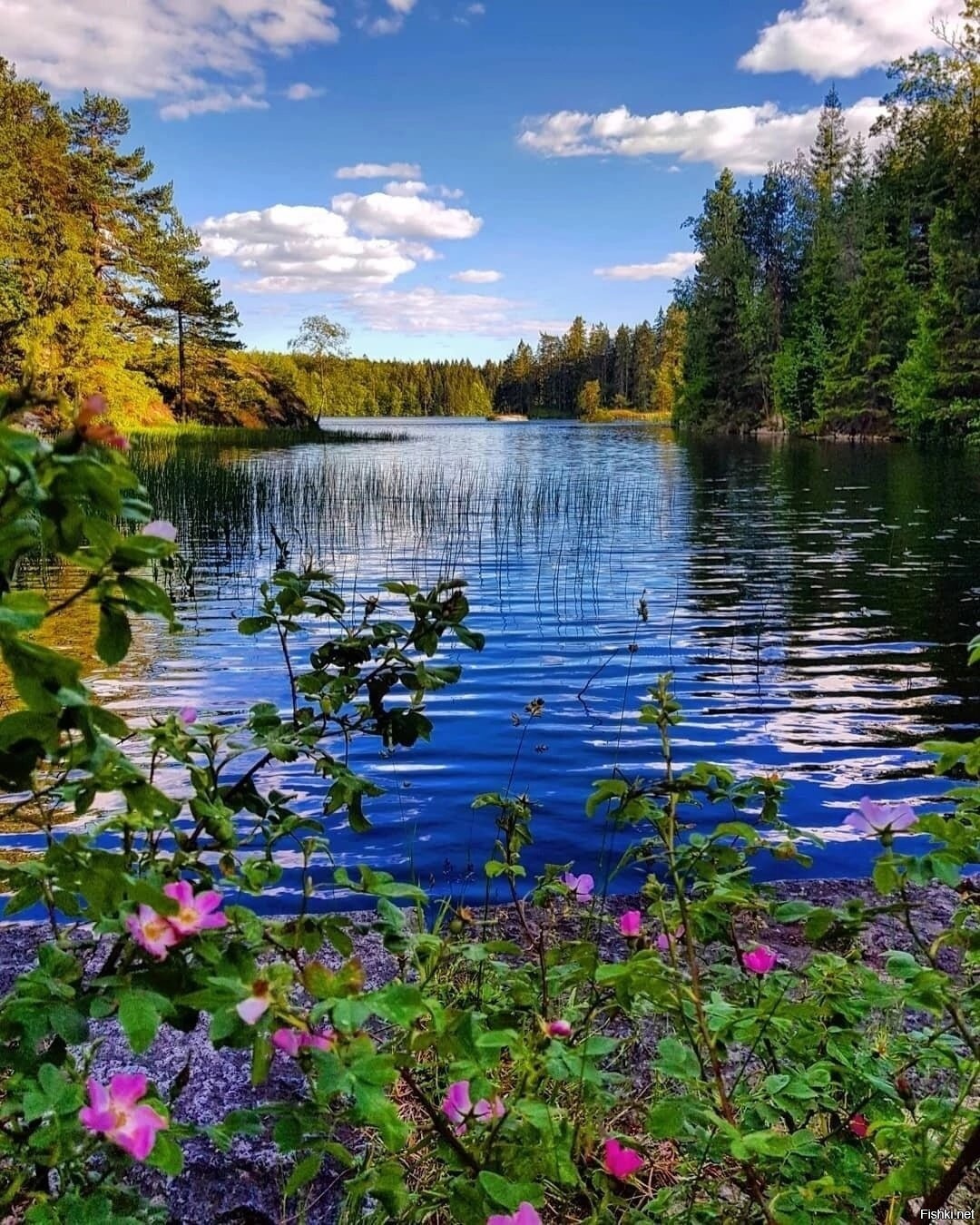 Фотографии Лета В России