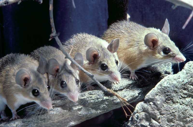 Перспективы восстановительной терапии через призму возможностей одной мыши
