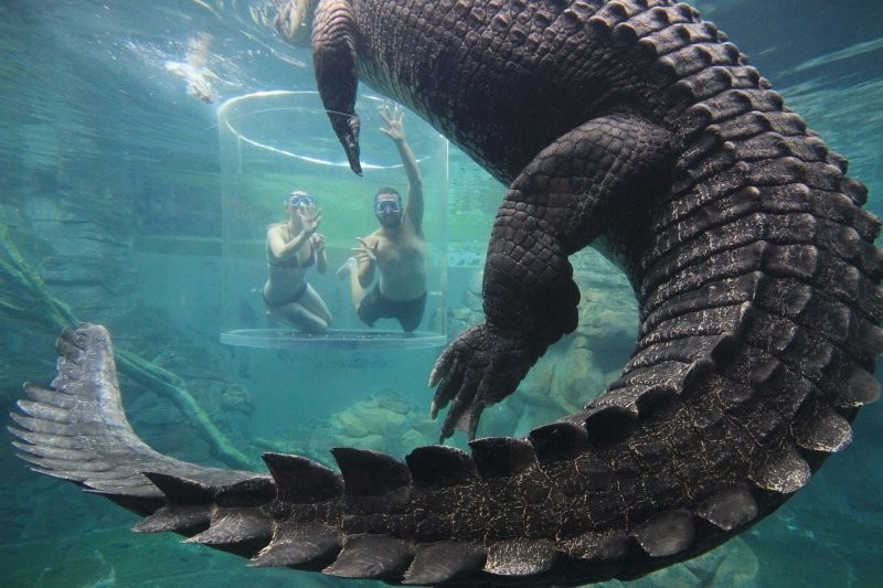 4. Крокодилы на расстоянии вытянутой руки