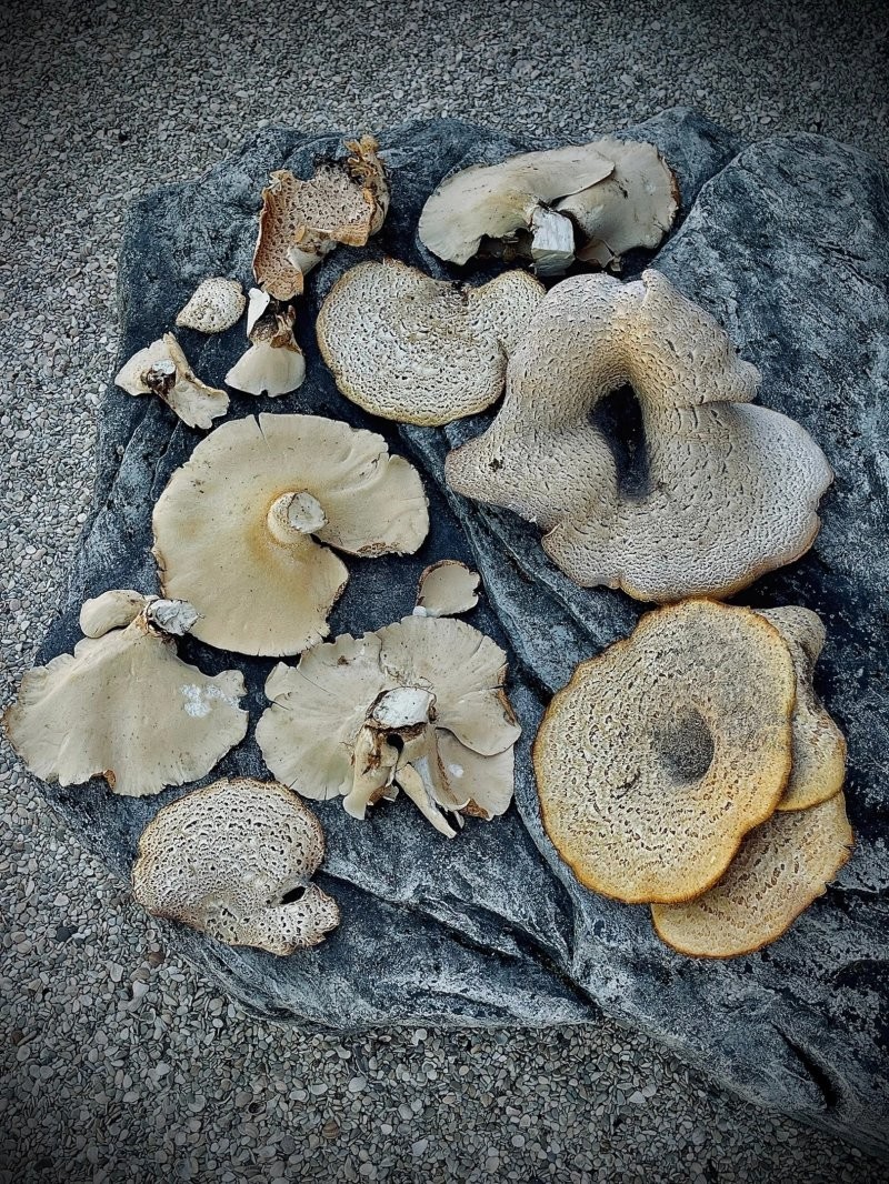 В Ленинградской области нашли гриб впечатляющих размеров