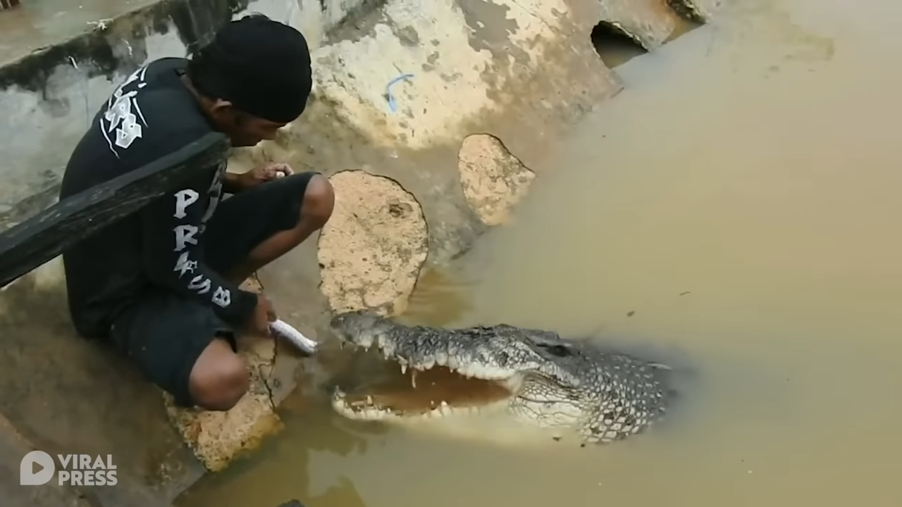 Крокодилы. Из чего делают крокодил. Крокодил для 12 лет. Крокодил свинья