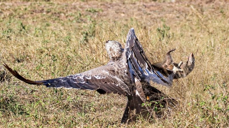 Стая мангустов спасла сородича от боевога орла