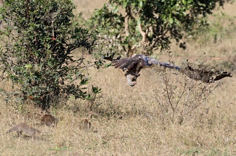 Стая мангустов спасла сородича от боевога орла