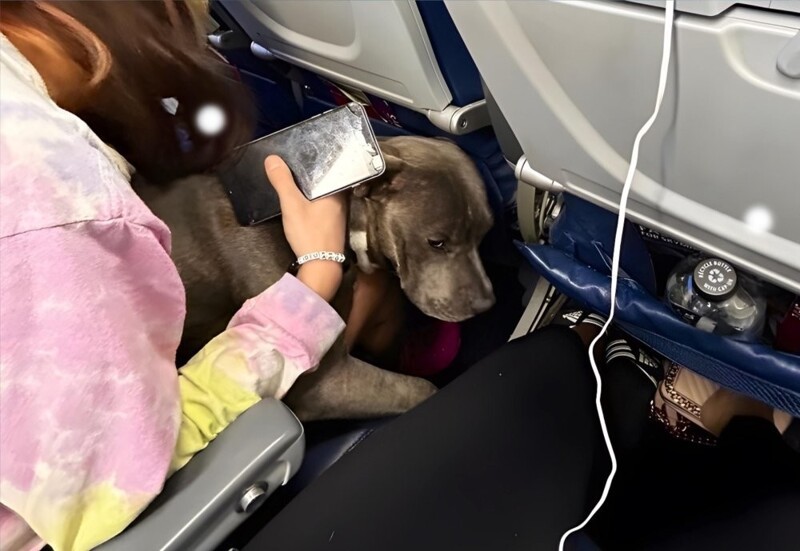 В самолете случился конфликт из-за «собаки эмоциональной поддержки»