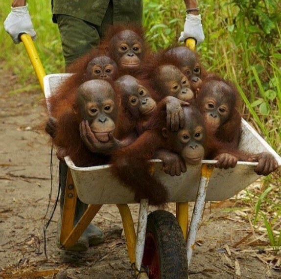 6. Группа спасённых осиротевших орангутангов едет в "школу" в заповеднике, где их обучают, как быть орангутангами