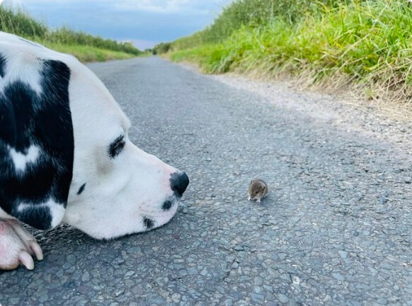 11. "Мой пёс встретил крохотную мышку на дороге. Несмотря на свой размер, он был очень аккуратен с ней"