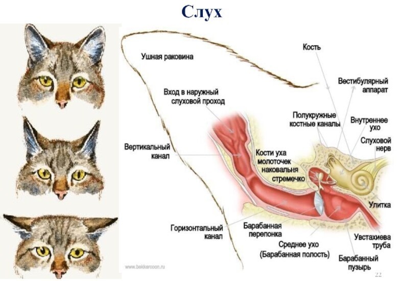 Зачем природа снабдила кошек карманами на ушах?