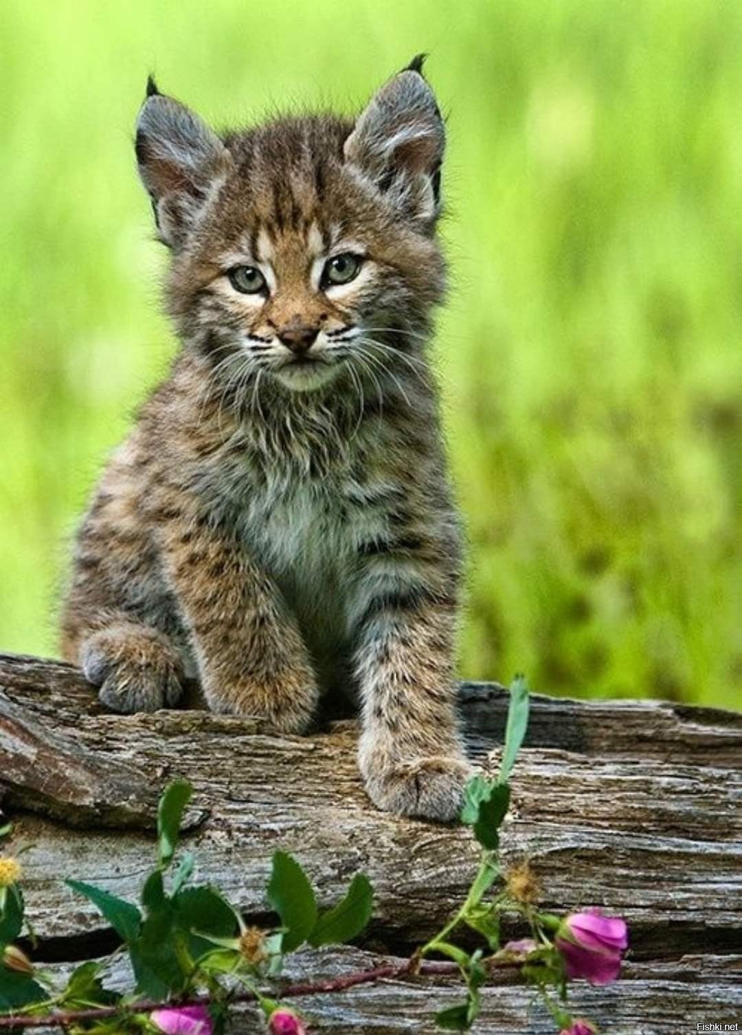 Маленькие кошки большие кошки. Рысь Детеныши рысята. Обыкновенная Рысь Детеныши. Рысь маленький рысенок. Рысь с рысятами.