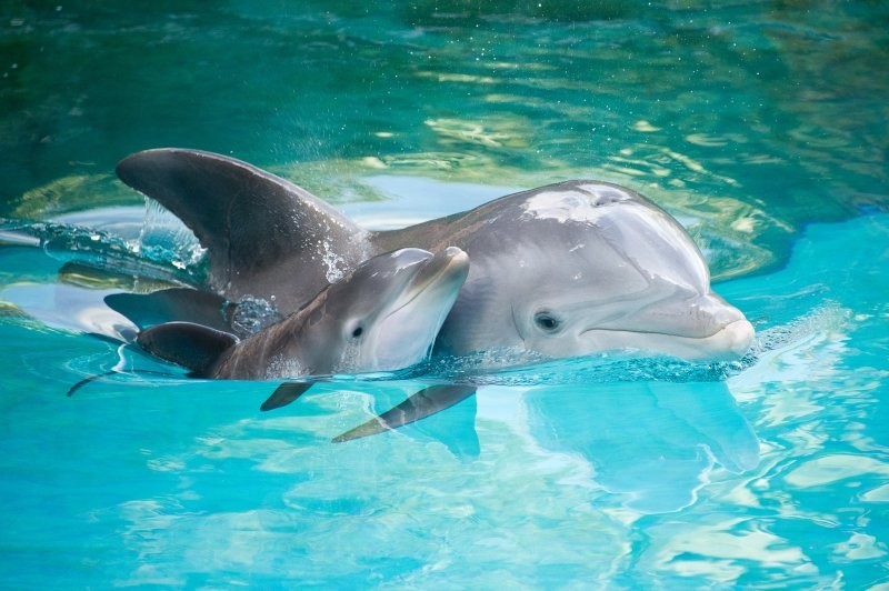 Мамы-дельфины сюсюкают со своими детёнышами, совсем как люди