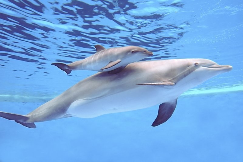 Мамы-дельфины сюсюкают со своими детёнышами, совсем как люди