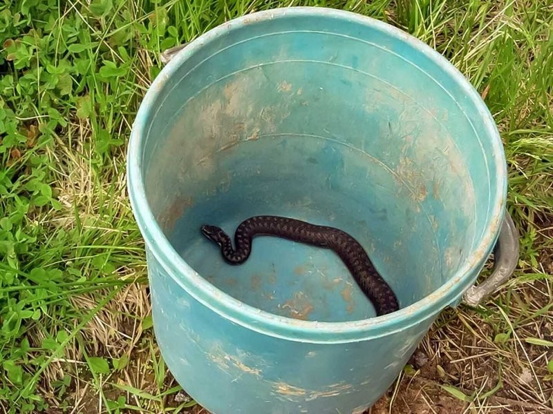 Трёхдневное лечение водкой не спасло москвича от укуса гадюки