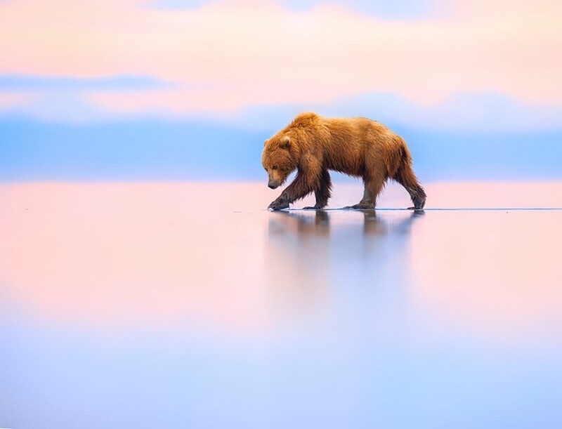 4. «Гуляющий по облакам», Тори Хилли, финалист в категории «Наземная дикая природа». Национальный парк Лейк-Кларк, Аляска, США