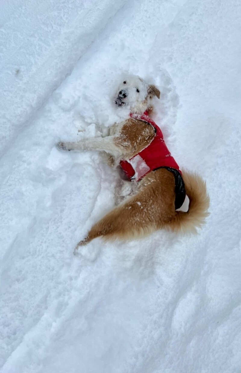 2. Мой пёс первый раз увидел снег