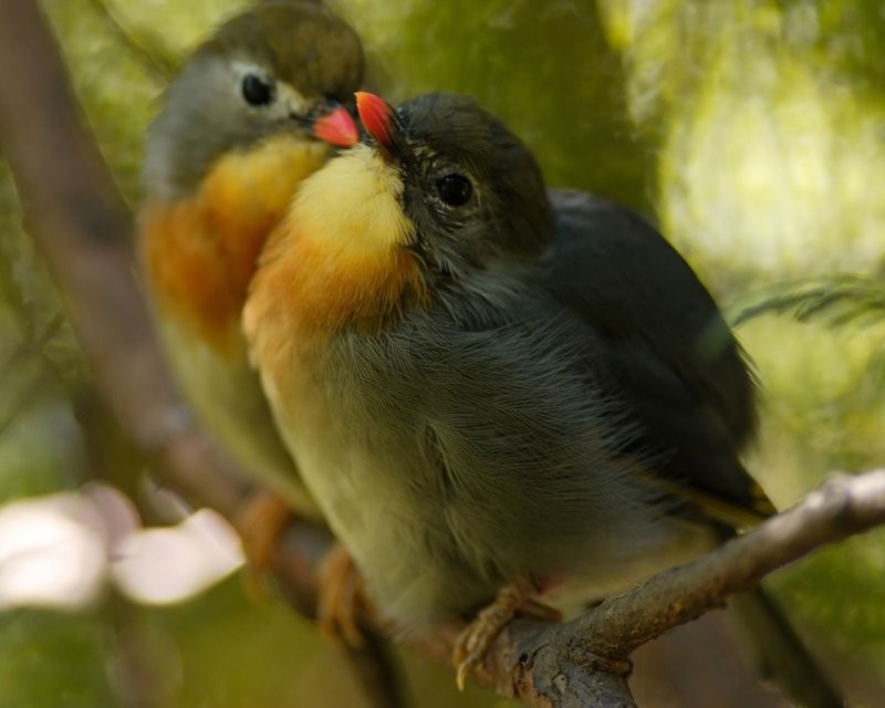 Птицы способны на "развод" из-за беспорядочных половых связей или долгой разлуки