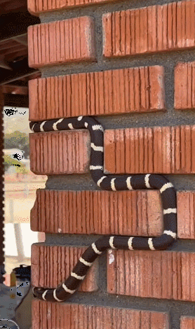 Как в той самой змейке