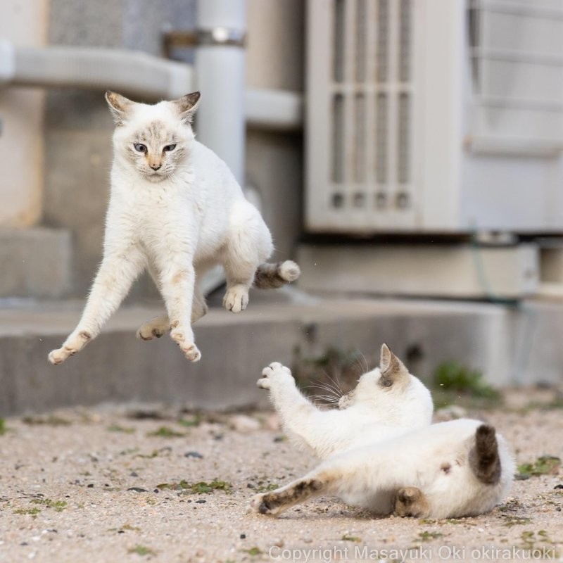 Милые и шкодливые уличные коты в фотографиях Масаюки Оки 