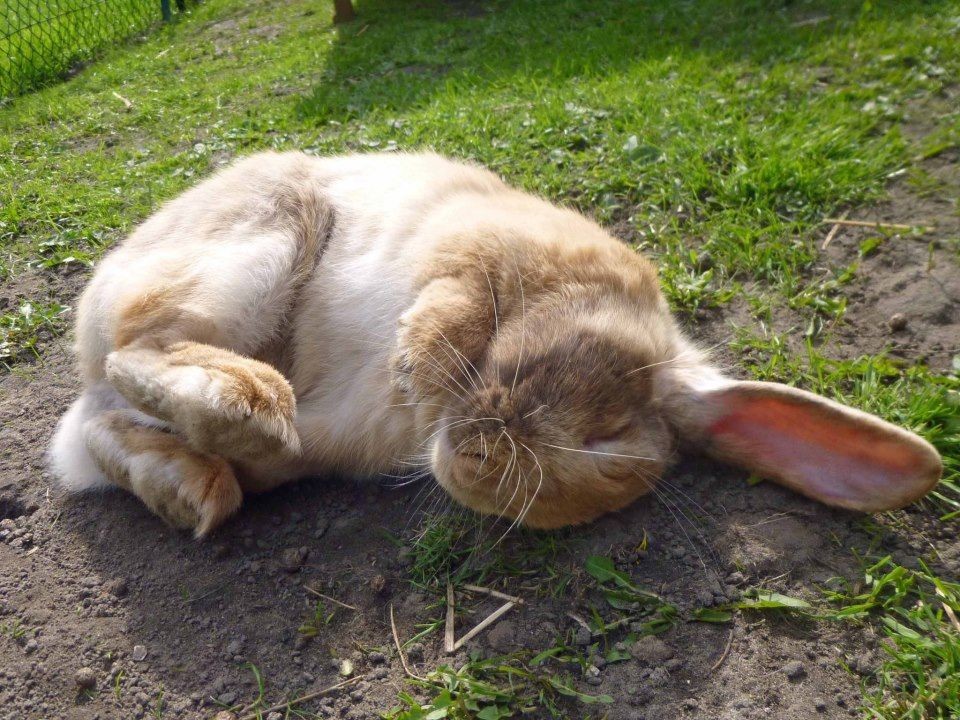 Уставшая зайка. Кролик лежит. Спящий заяц. Уставший кролик.