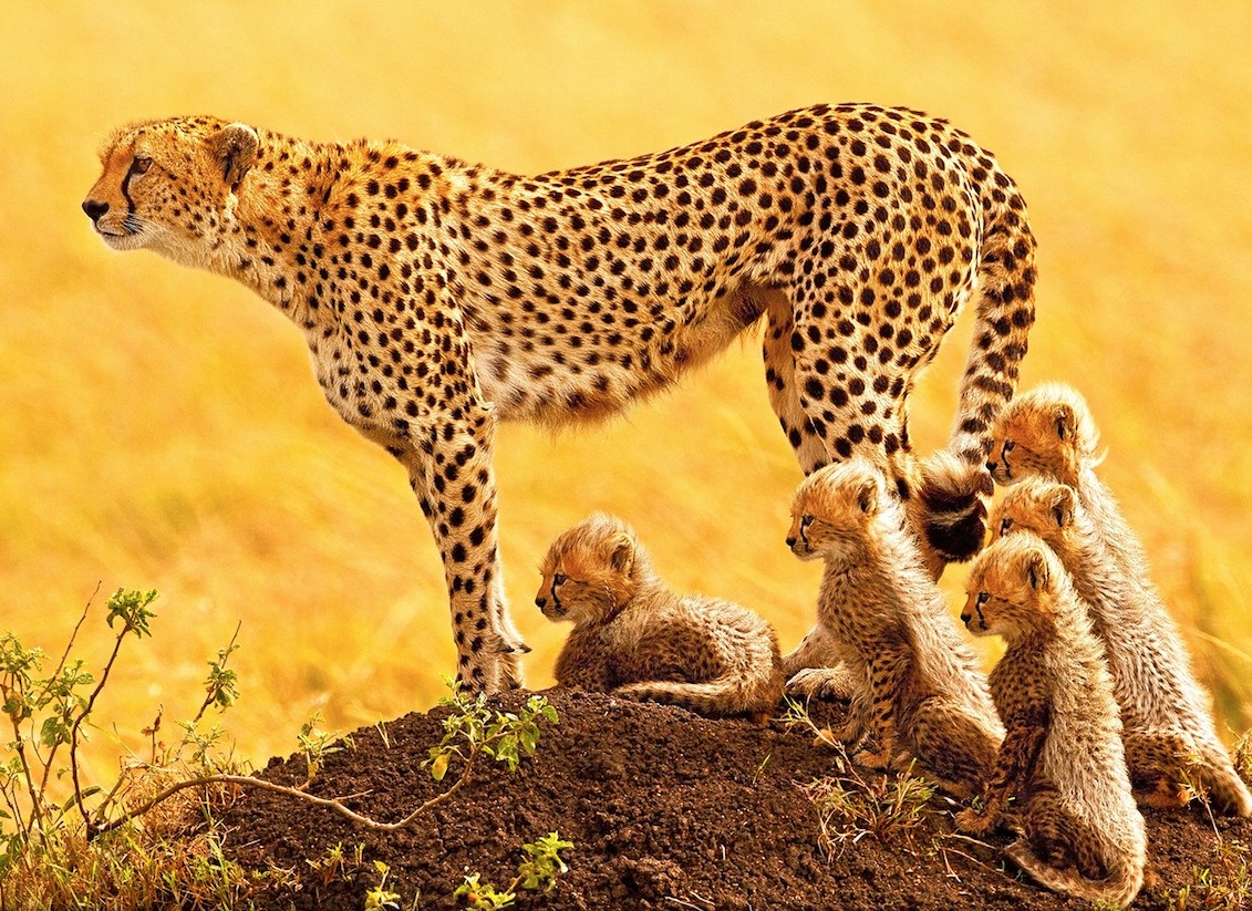 Красота диких кошек в их среде обитания