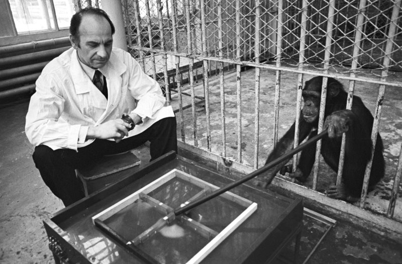 Как в СССР учёные проводили эксперименты над приматами